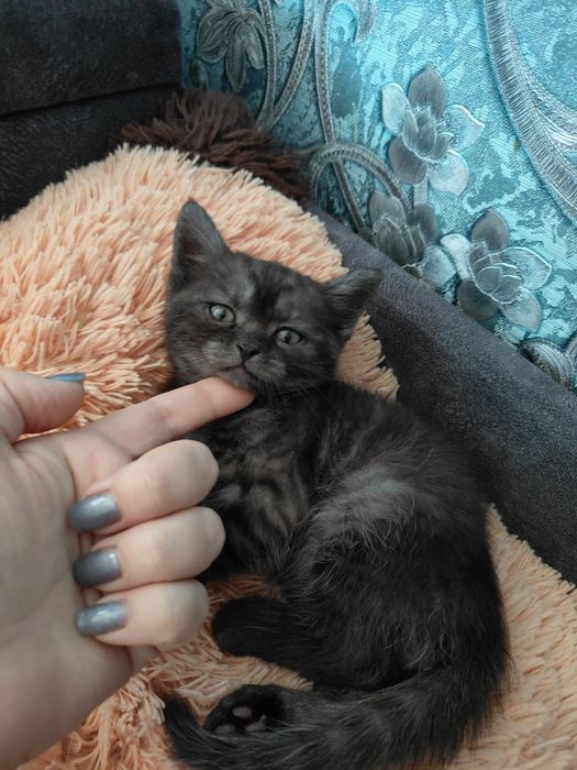 Шотландський прямовухий котик готовий до переїзду