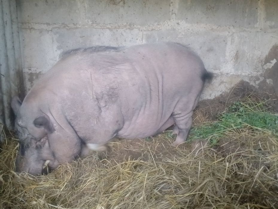 Świnka dorosły samiec