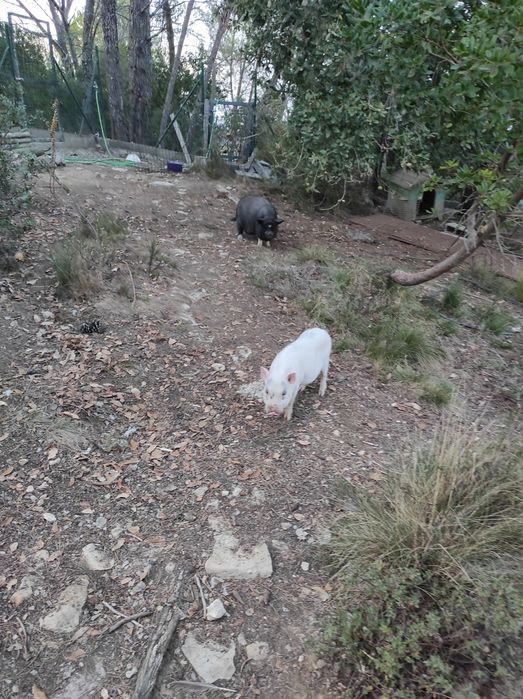 Mini pig/vietnamita bebés