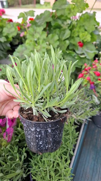 Zestaw 12 sztuk lawendy