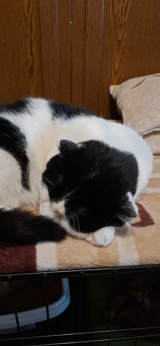 Отдам молодого кота
