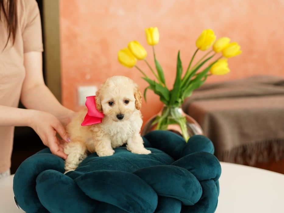 Хлопчики та дівчатка мальтіпу