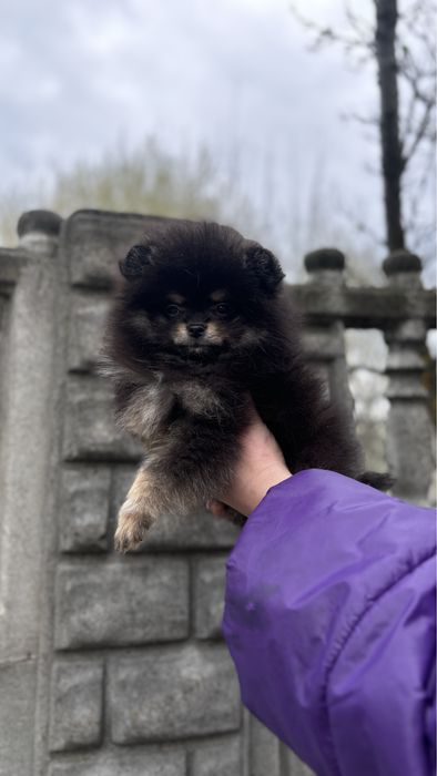 Красень померанчик