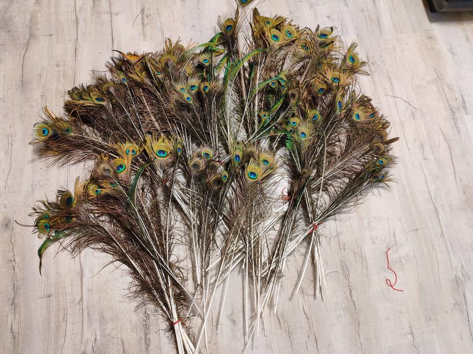 Pawie pióra. Sprzedam.