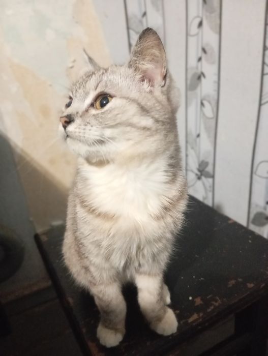 Віддам кошенят  хлопчиків