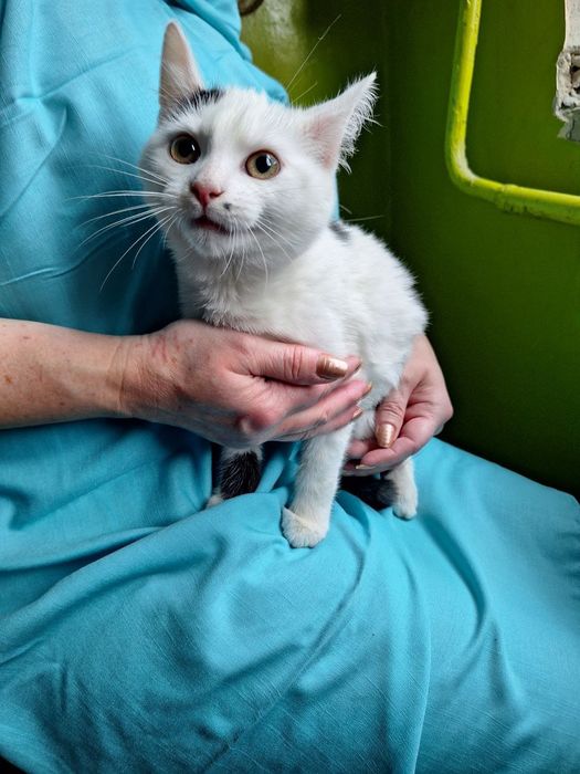 Стерилизованная чёрно-белая котенок девочка ищет дом! Котята в хорошие