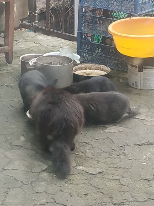 Прийму  корм для кошенят безкоштовно