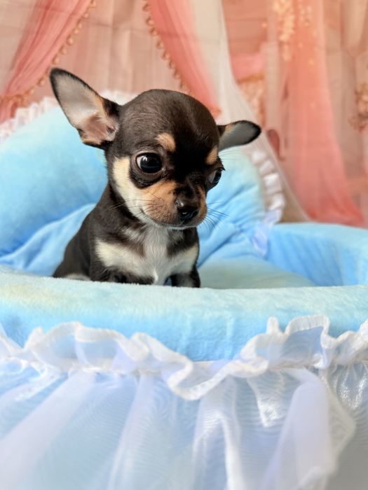 Chihuahua chlopczyk  do odbioru