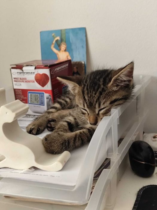 gatinho meigo em adoçao responsável