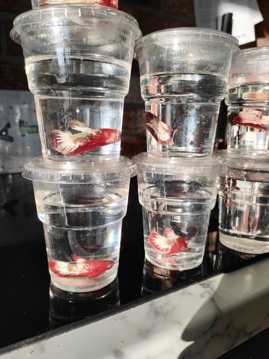 Betta Bojownik sklep zoologiczny Pirania Olsztyn wysyłka