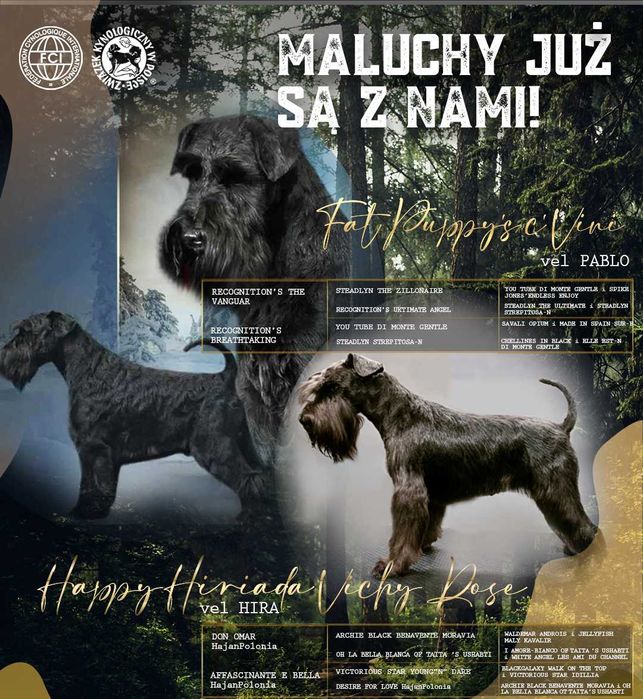 sznaucer miniaturowy czarny ZKwP/FCI