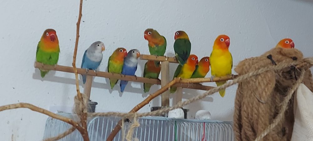 Vendo Agapornis Fischers Opalino.