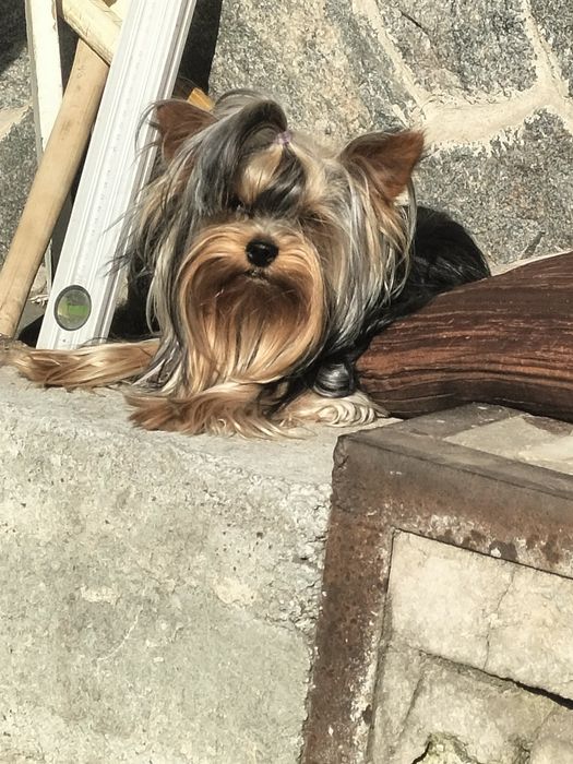 Кобель мини 1400гр вязка