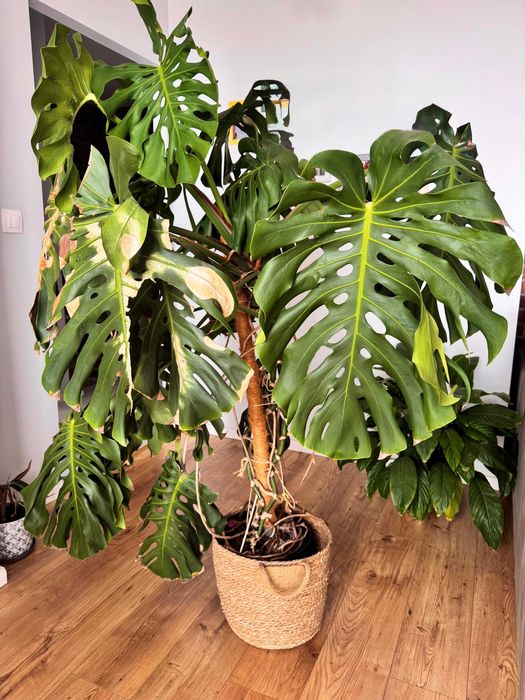 Monstera dziurawa 160cm Krakw Czyyny  OLX.pl