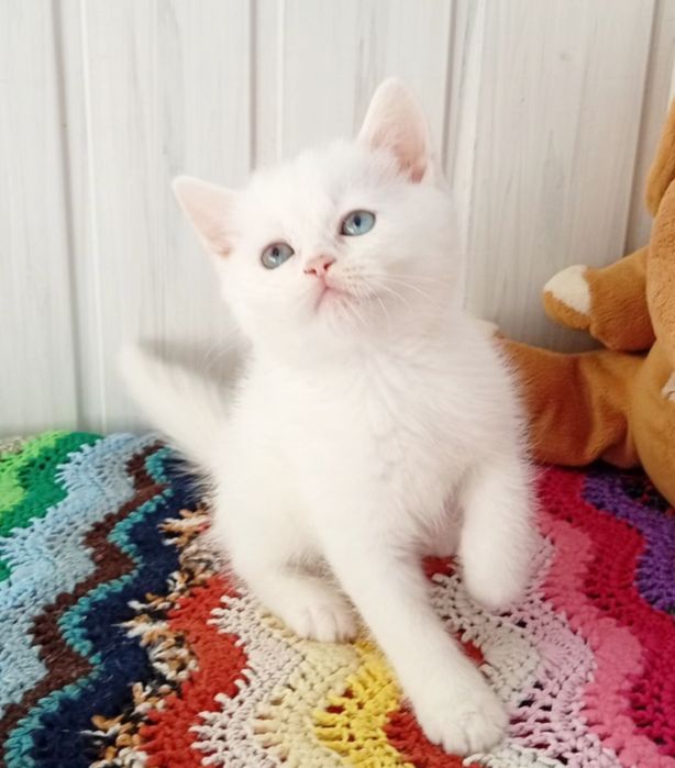 Білий хлопчик.  Шотландський . Котёнок