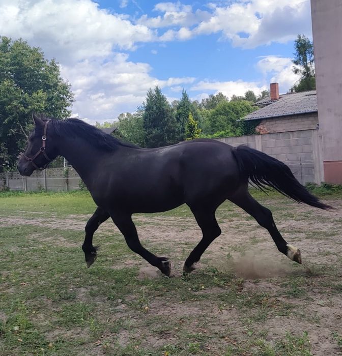 Sprzedam ogiera śląskiego