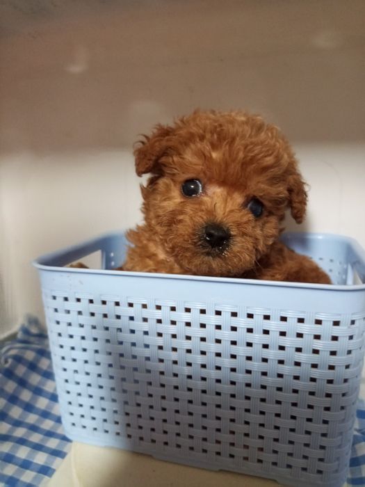 Крихітки Хлопчик і дівчинка мікро