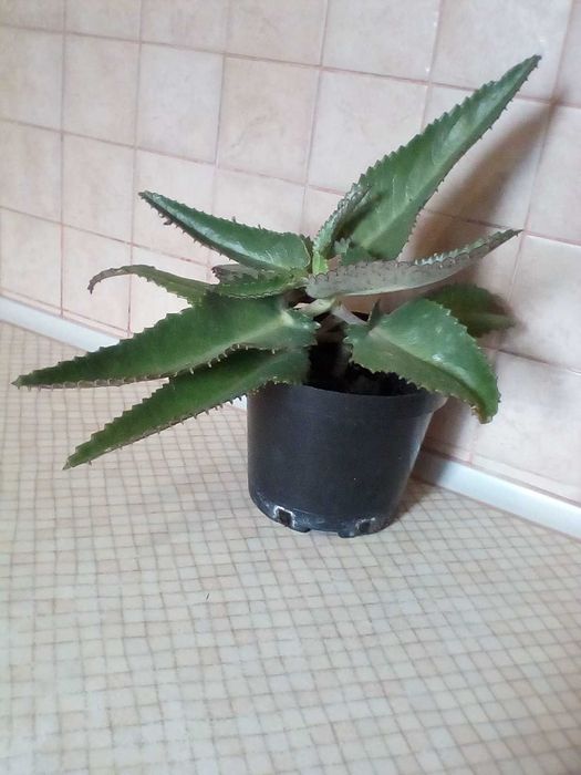 Каланхое рослина Квашена Капуста