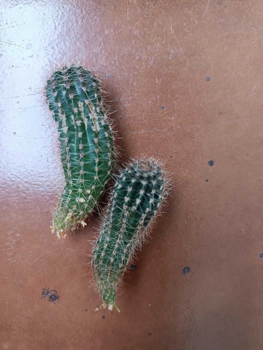 Kaktus kwitnący Echinopsis, królowa jednej nocy