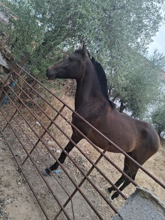 Egua mansa  1 ano e 8 meses