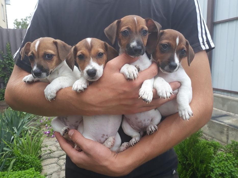 Родословные привитые девочки Джек Рассел