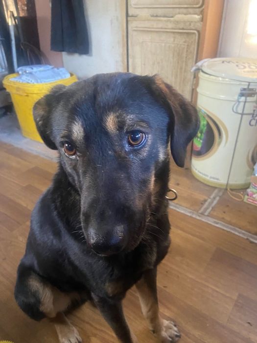 LEO - 1,5 roczny szuka domu!