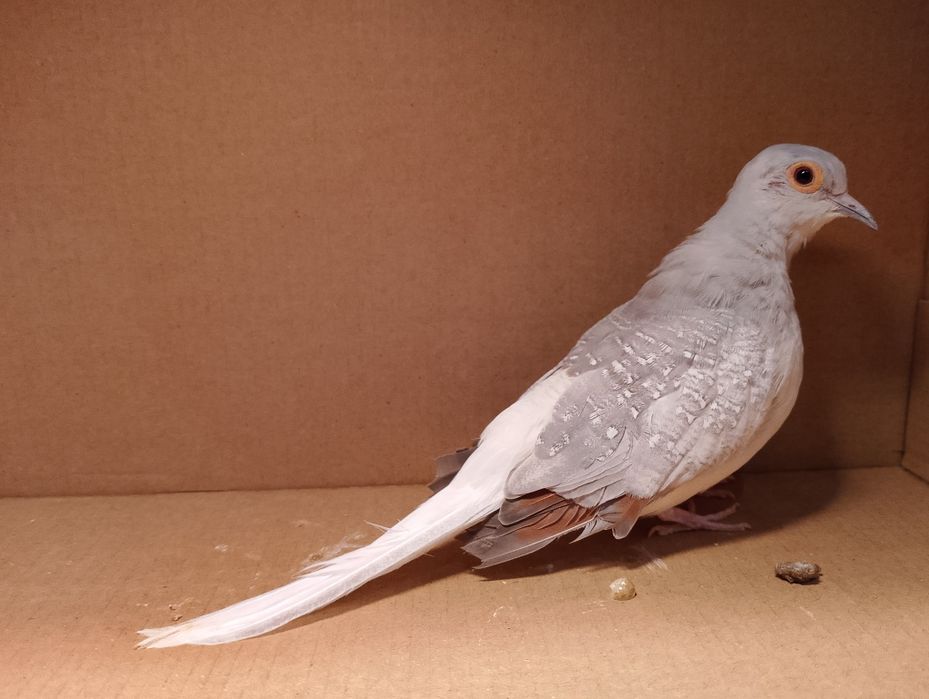 Gołąbki diamentowe