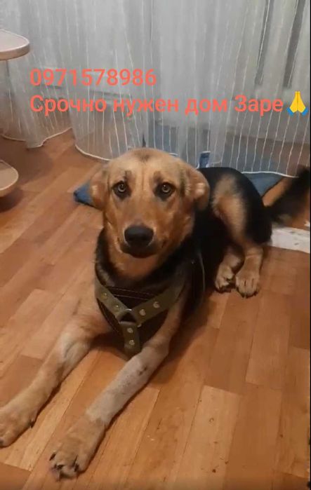 ищет  дом замечательная малышка Зара!