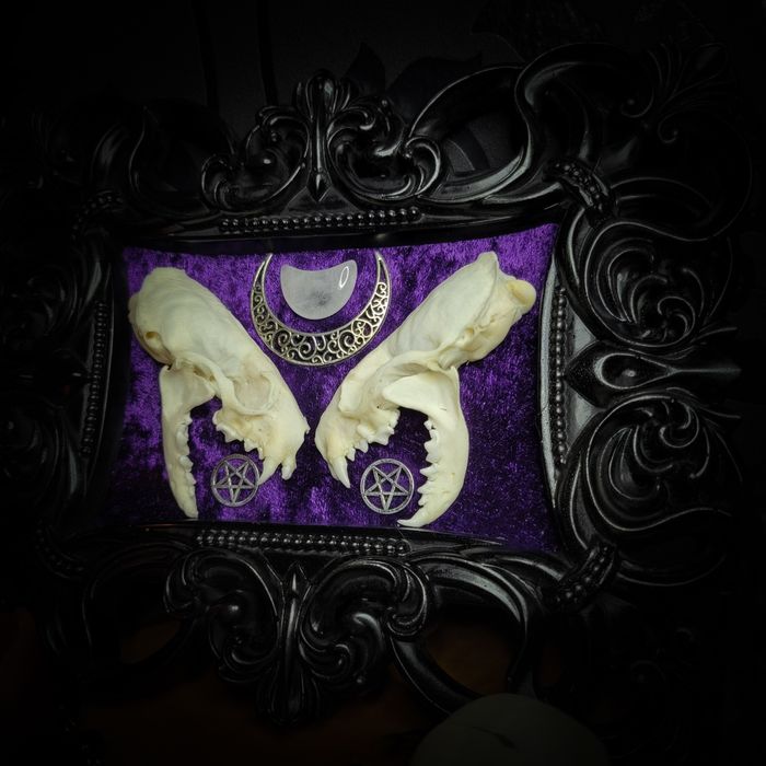 Rama gotycka czaszka norki