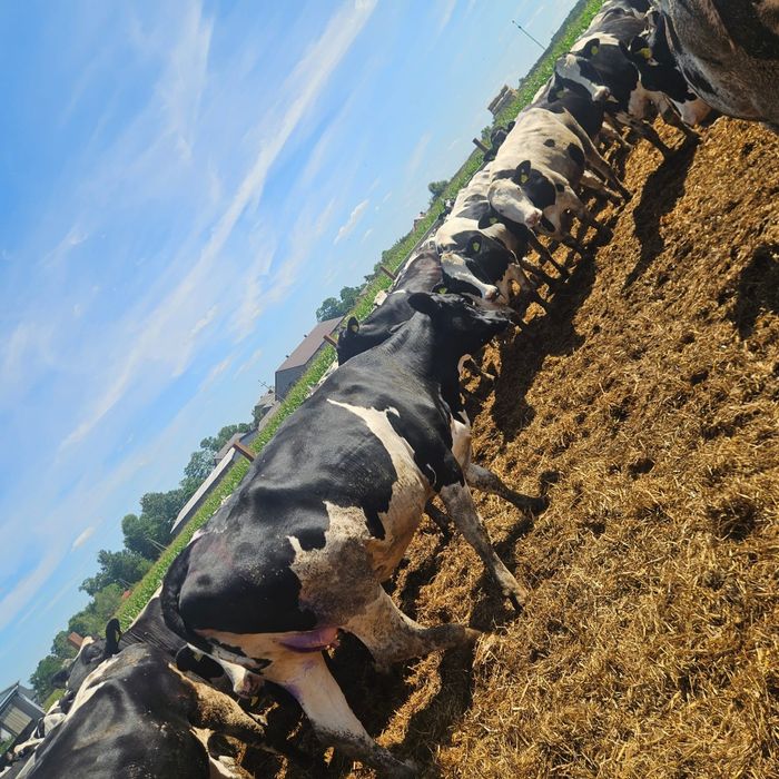 Jałówki cielne sexowane