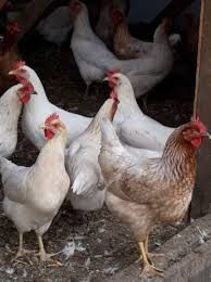 Młode kury nioski dowóz do klienta GRATIS.Kurki szczepione i zdrowe