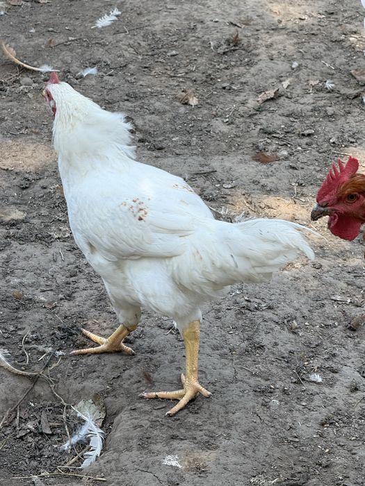 Продам молодих півнів