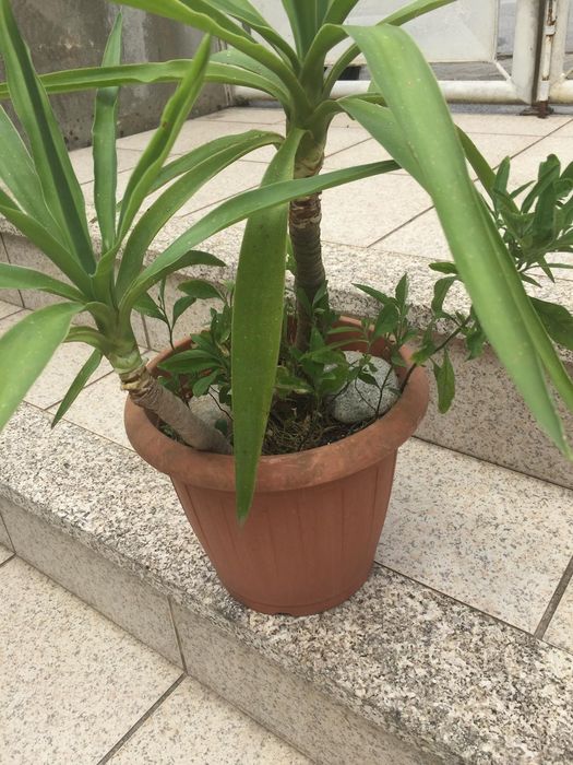 Yuca  em vaso de plástico