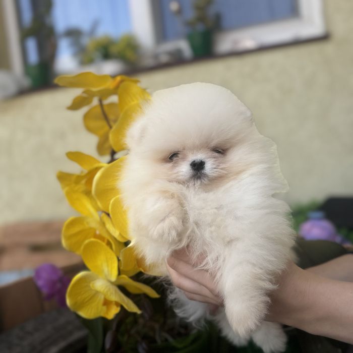 Хлопчику шоу класу тип ведмедика