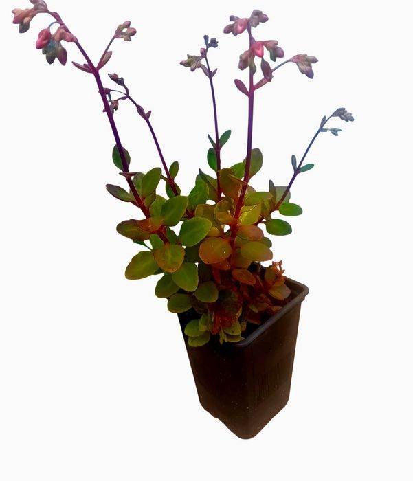 Suculenta Kalanchoe pendente – Bryophyllum manginii em vaso