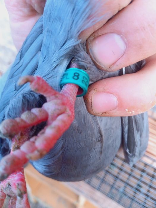 Para gołębi zamojskich