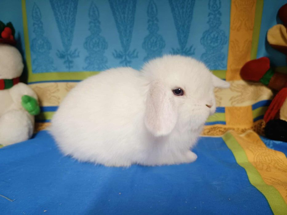 Sprzedam króliczki mini loop mini lop niebieskookie białe