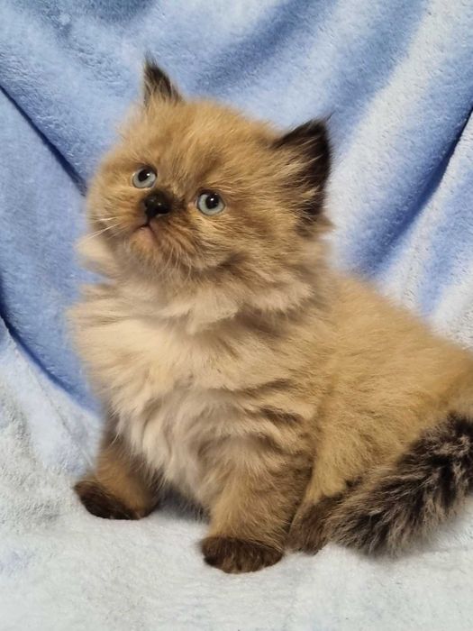 Невські маскарадні кошенята.Малюки народились 24.12.2026.Бронь
