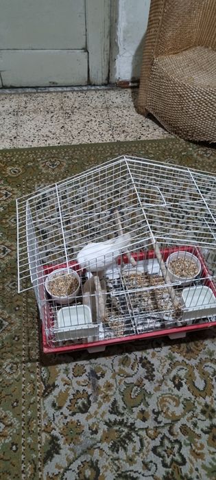 Rolas Mansas com Gaiola