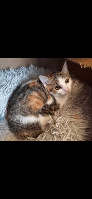 LOLA wciąż czeka na miłość