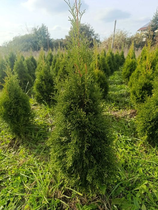 Sprzedam tuje szmaragd