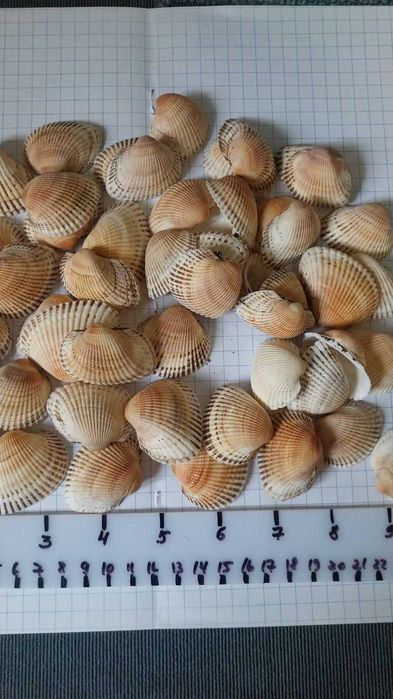 Ракушки морские, стекло и камешки