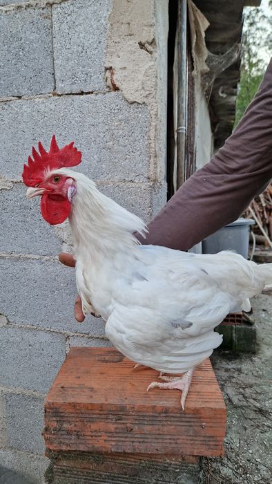Galos de excelentes raças