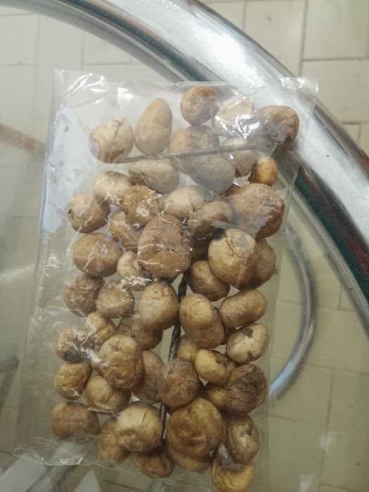 Sementes de pitanga Angolense do Huambo