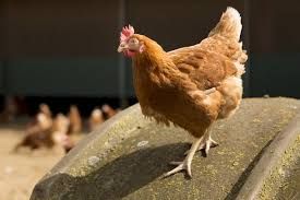 Суппппер несушка Бованс Браун