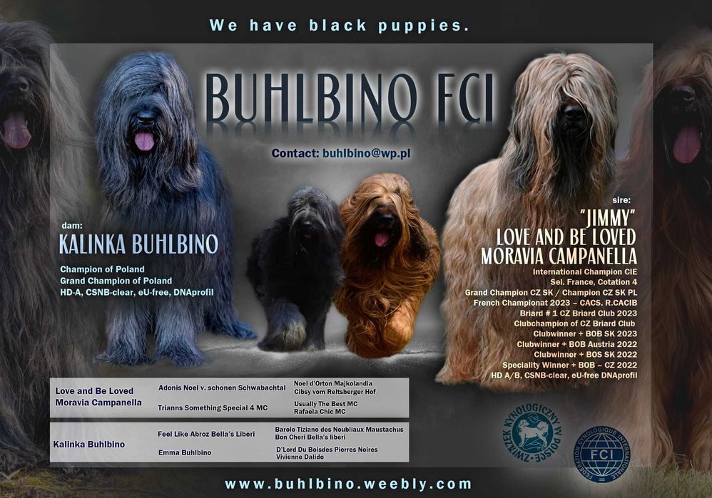 Owczarek francuski briard z Hodowli Roku 2025! czarna suczka