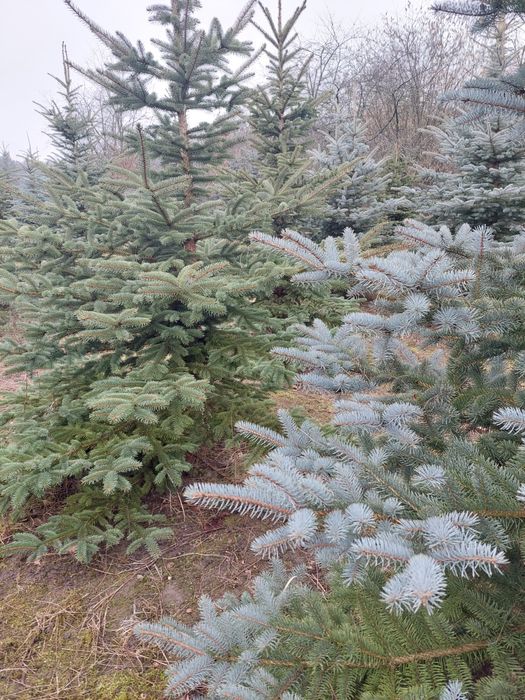 Gałązki świerkowe