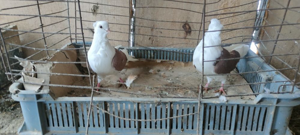 Sprzedam gołębie ozdobne