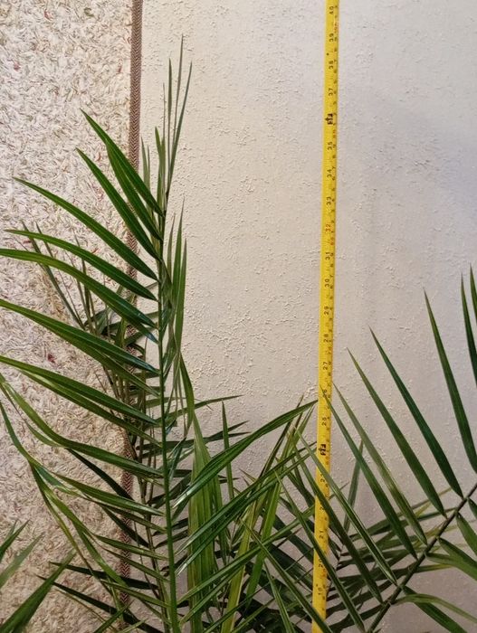 Пальма Каліфорнійська