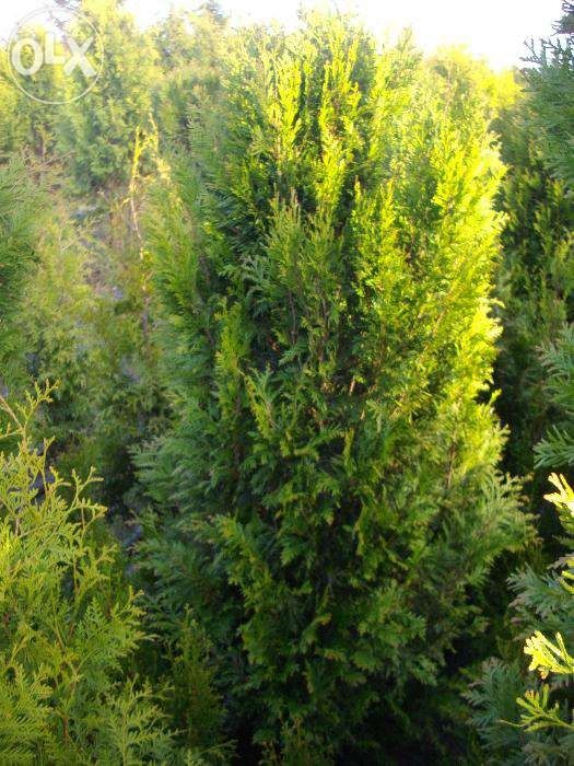 Tuja AUREOSPICATA 3 metry wysokości 120 cm. szerokości, tuje szmaragd